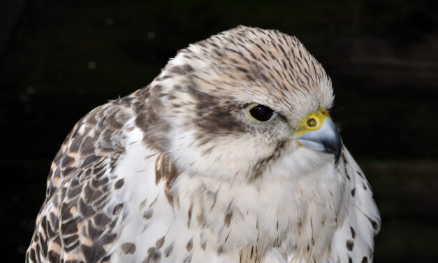 A kerecsensólyom az év madara 2024-ben