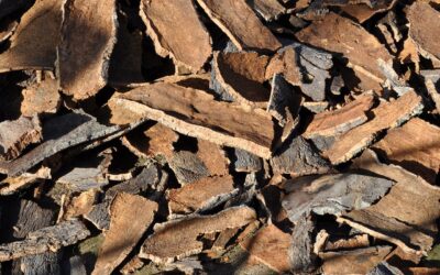 Milyen előnyei vannak a parafa burkolatnak?