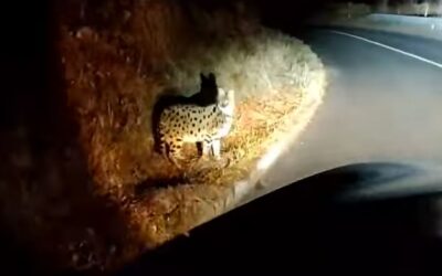 Kiderült, milyen macskaféle kóborol éjszakánként a horvát országutakon (Videó)