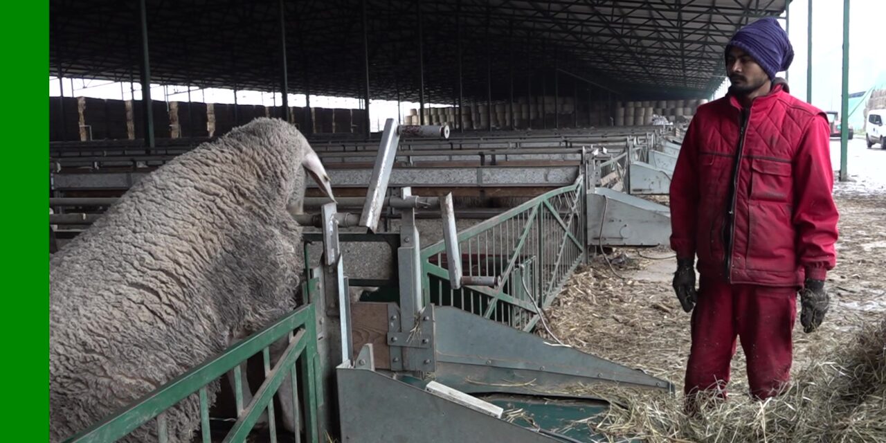 Nepáli munkások dolgoznak Adorjánon