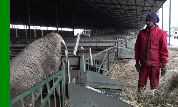 Nepáli munkások dolgoznak Adorjánon
