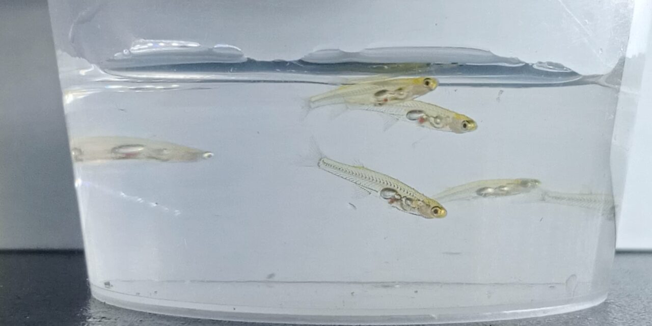 Az elefántnál is hangosabbak ezek a minihalak