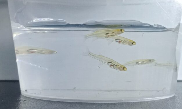 Az elefántnál is hangosabbak ezek a minihalak