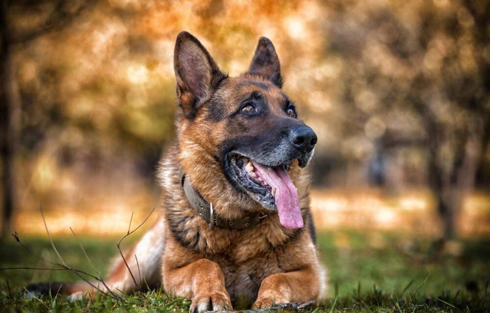 Nem kóbor kutya támadott meg egy gazdájával sétáló törpe pincsert Szabadkán