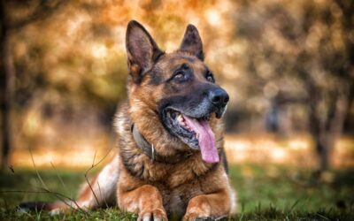 Nem kóbor kutya támadott meg egy gazdájával sétáló törpe pincsert Szabadkán