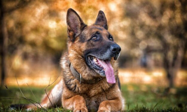 Nem kóbor kutya támadott meg egy gazdájával sétáló törpe pincsert Szabadkán