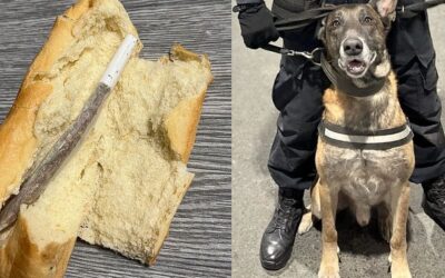 Kifliben csempészett volna kábítószert egy férfi a Batrovci határátkelőn Négylábú rendőr buktatta le