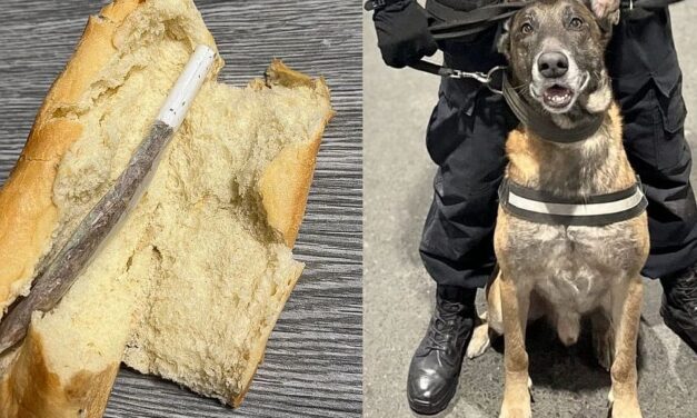 <span class="entry-title-primary">Kifliben csempészett volna kábítószert egy férfi a Batrovci határátkelőn</span> <span class="entry-subtitle">Négylábú rendőr buktatta le</span>