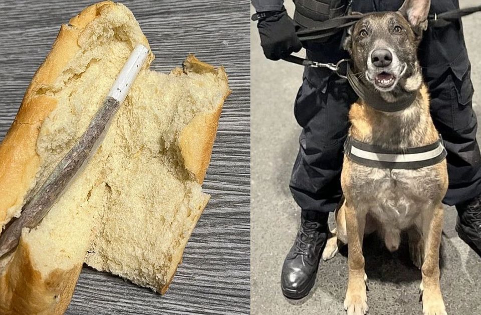 <span class="entry-title-primary">Kifliben csempészett volna kábítószert egy férfi a Batrovci határátkelőn</span> <span class="entry-subtitle">Négylábú rendőr buktatta le</span>