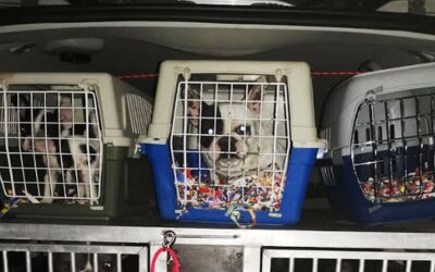 Sintéreknek adták ki magukat, huszonhat kutyát loptak el egy palánkai nőtől