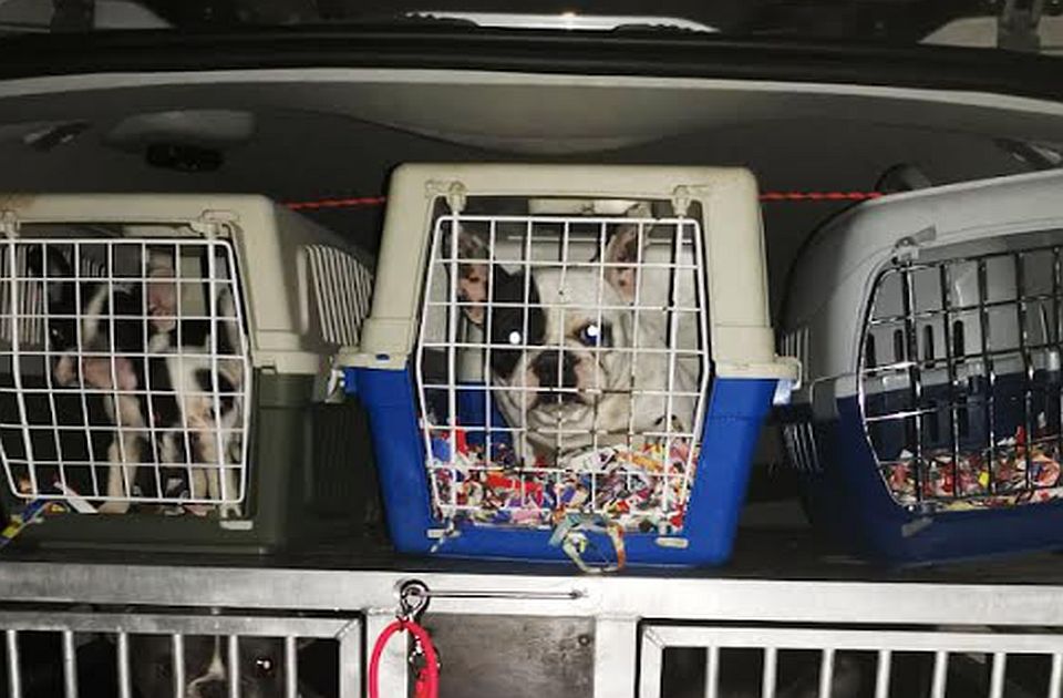 Sintéreknek adták ki magukat, huszonhat kutyát loptak el egy palánkai nőtől