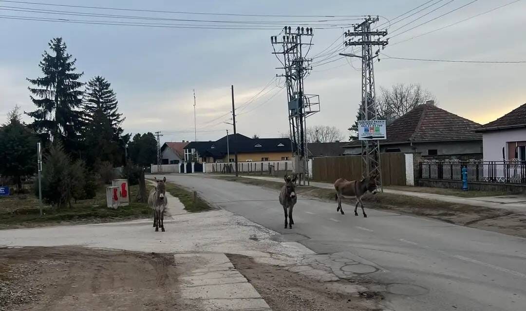 Szamarak sétálgatnak Szabadkán