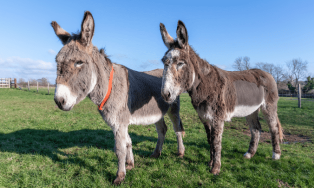 Kólával gyógyítottak meg egy gyomorpanaszos brit szamarat