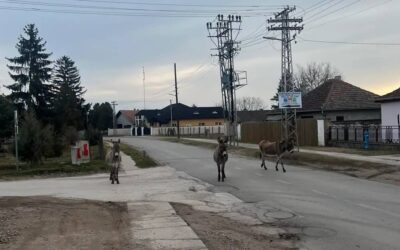 Szamarak sétálgatnak Szabadkán