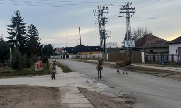 Szamarak sétálgatnak Szabadkán