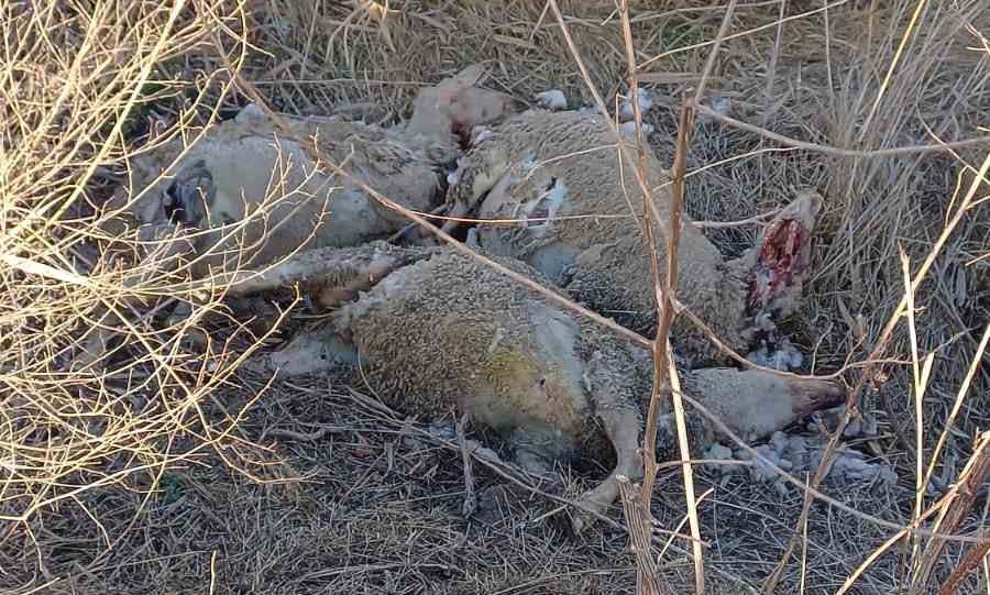 <span class="entry-title-primary">Huszonegyre nőtt az Oromhegyes határában felfedezett birkatetemek száma (Fotók)</span> <span class="entry-subtitle">Két nap után sem takarították el a bűzlő maradványokat</span>