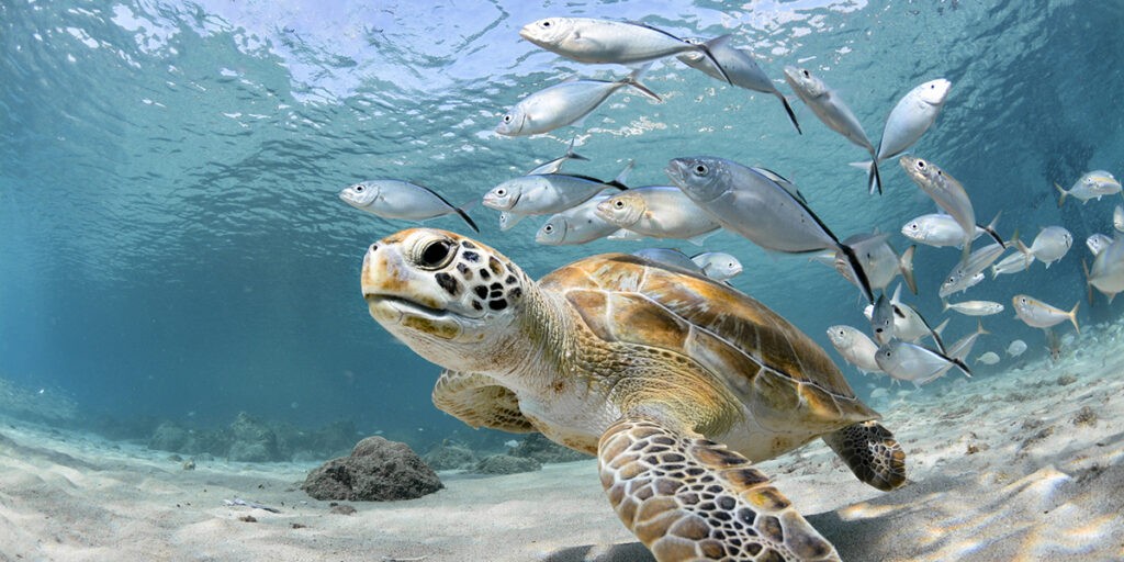 A tengerek, óceánok élővilágát is fenyegetjük (Fotó: iStock)