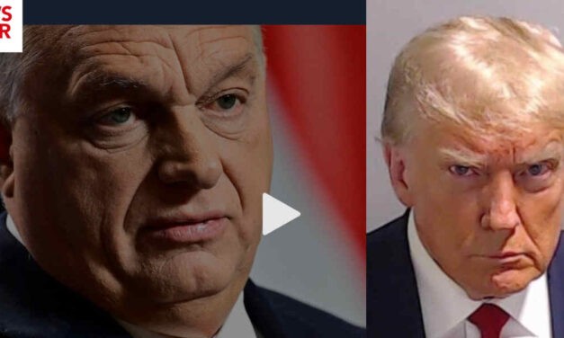 A magyar bully MEG A MAGA-bika