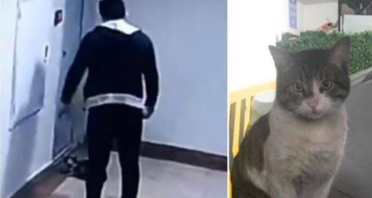 Halálra rugdosott egy macskát, két és fél év börtönbüntetésre ítélték