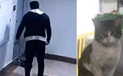 Halálra rugdosott egy macskát, két és fél év börtönbüntetésre ítélték