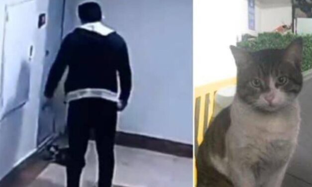 Halálra rugdosott egy macskát, két és fél év börtönbüntetésre ítélték