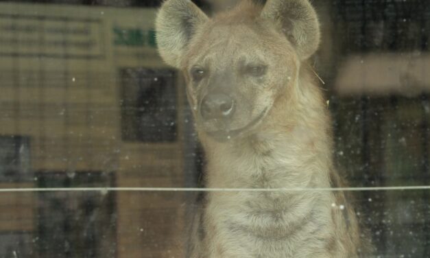 Két foltos hiénával gazdagodott a Palicsi Állatkert