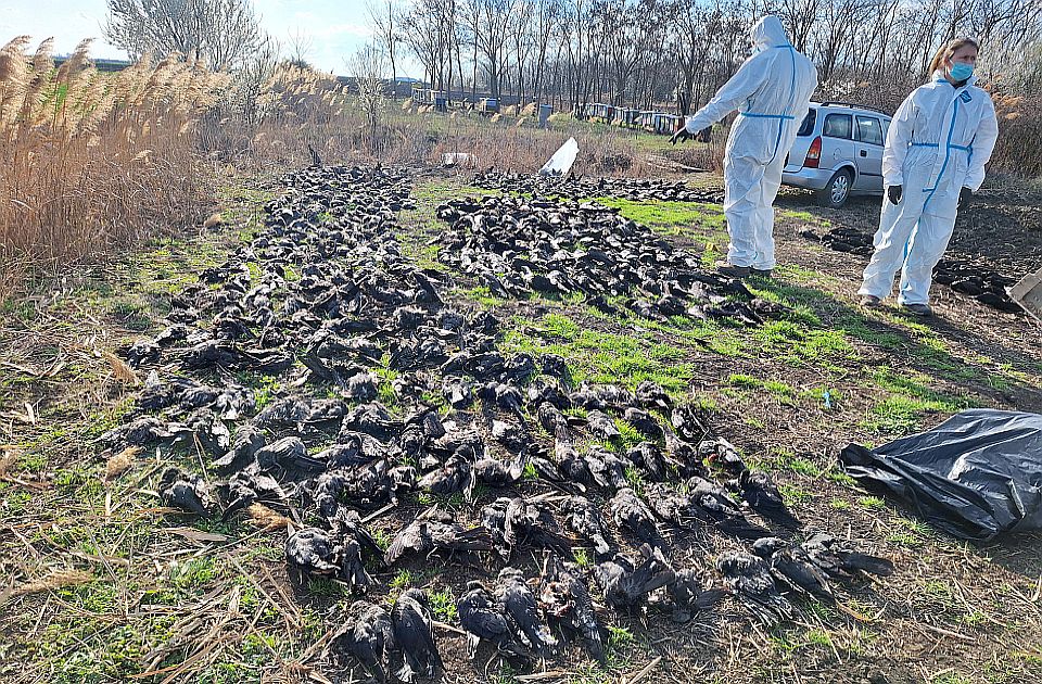 Vizsgálják a Nagykikindánál elpusztult madártetemeket