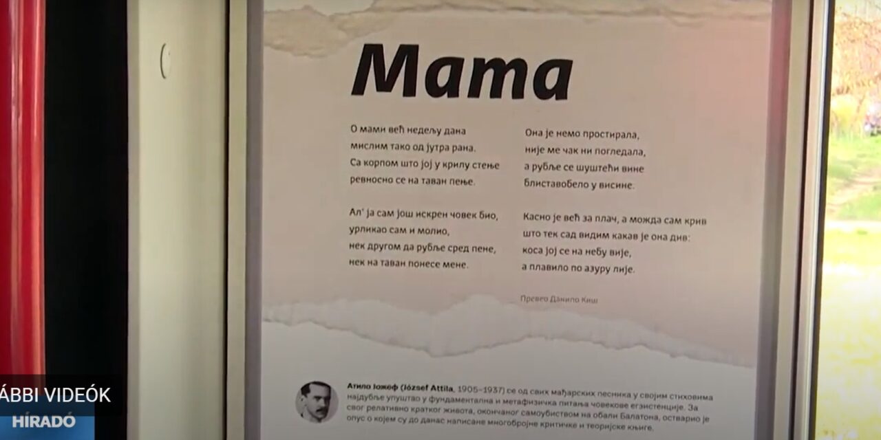 Magyar versek a belgrádi buszokon, megállókban