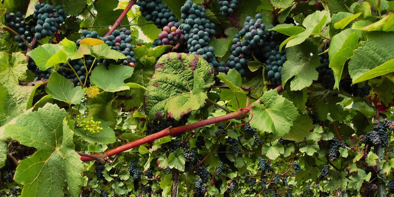 VOICE: Becsapták a gazdákat, most pedig az ingatlanjaikat is elveszíthetik