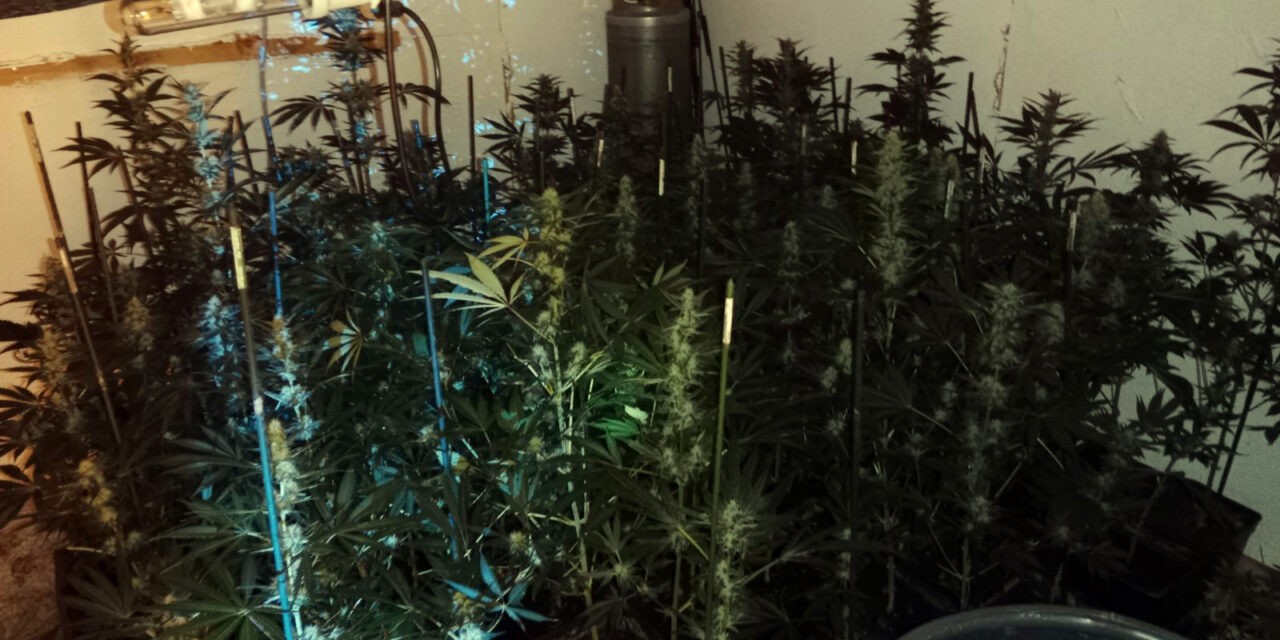 Kétszáz tő tiltott növényt nevelt lakásában az újvidéki férfi (Fotó)