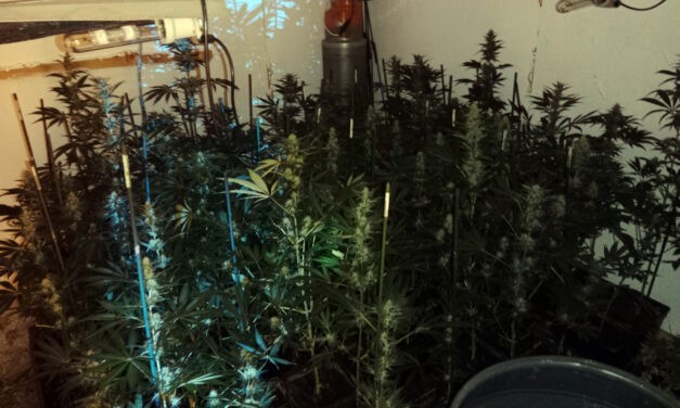 Kétszáz tő tiltott növényt nevelt lakásában az újvidéki férfi (Fotó)