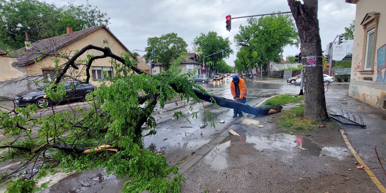 A vihar miatt kidőlt egy fa Szabadkán