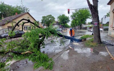 A vihar miatt kidőlt egy fa Szabadkán