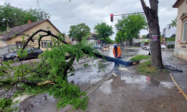 A vihar miatt kidőlt egy fa Szabadkán