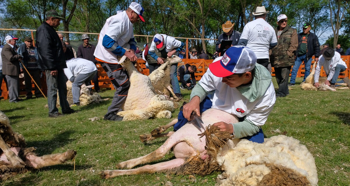Birkanyírás huszonegyedszer