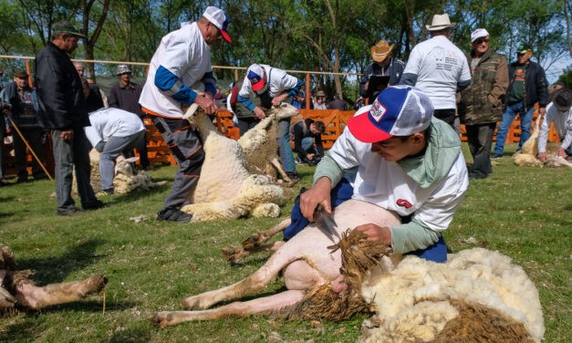 Birkanyírás huszonegyedszer