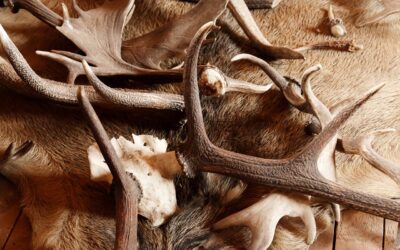 Lebuktak a zombori agancstolvajok