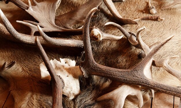 Lebuktak a zombori agancstolvajok