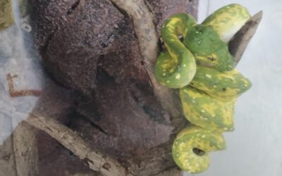 Három védett kígyót és egy teknőst akartak átcsempészni Horgoson (Fotók)