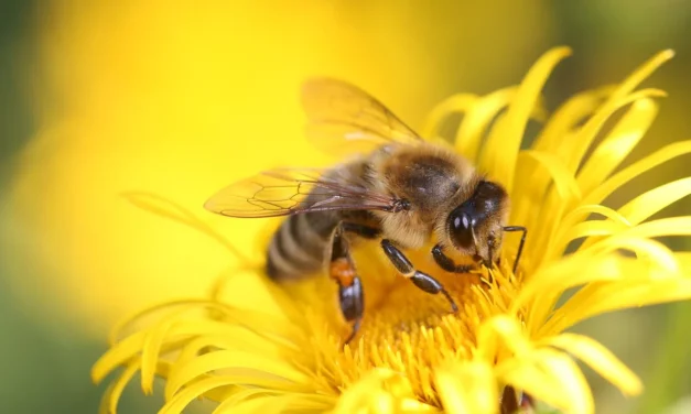 Vajdaságban a legdrámaibb a méhpusztulás