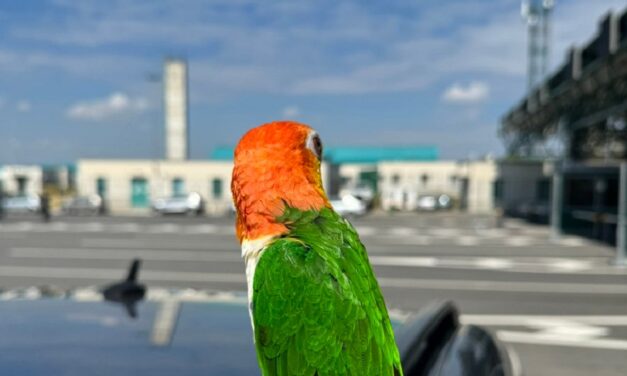 Védett papagájt foglaltak le a horgosi vámosok (Fotók)