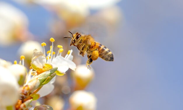 Ez lehet a tömeges méhpusztulás oka