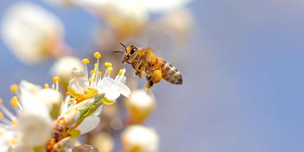 <span class="entry-title-primary">Ez lehet a tömeges méhpusztulás oka</span> <span class="entry-subtitle">A méhcsaládok több mint ötven százaléka odaveszett</span>
