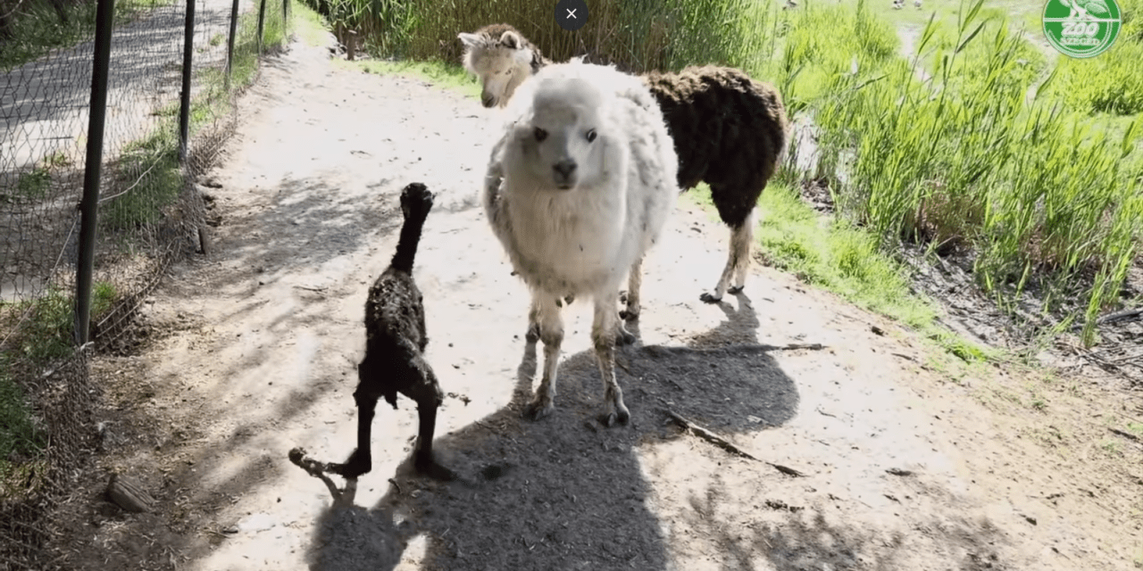 A látogatók előtt született alpaka csikó a Szegedi Vadasparkban (Videóval)