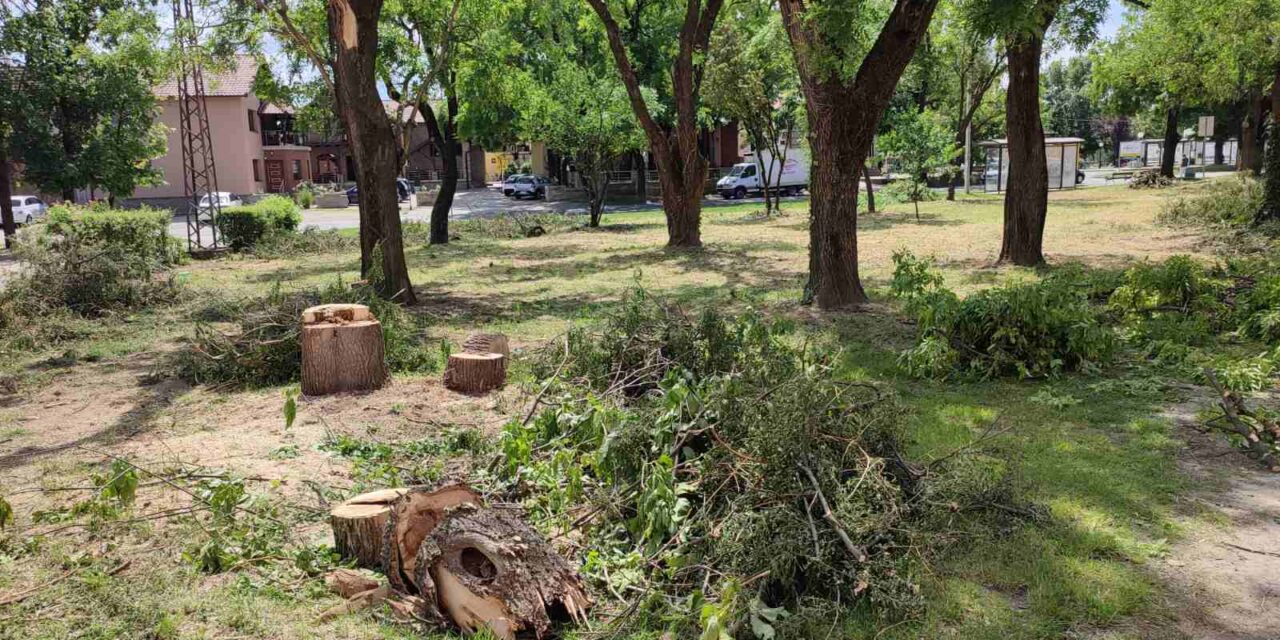 „Szakszerűtlenül csonkították meg a parkot Bajmok központjában”