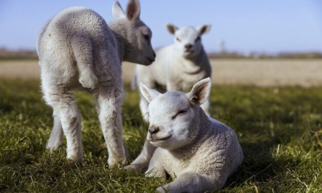 Bárányokat loptak Óbecsén, de gyorsan lebuktak