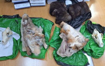 Védett állatok maradványaira bukkantak egy teherautóban