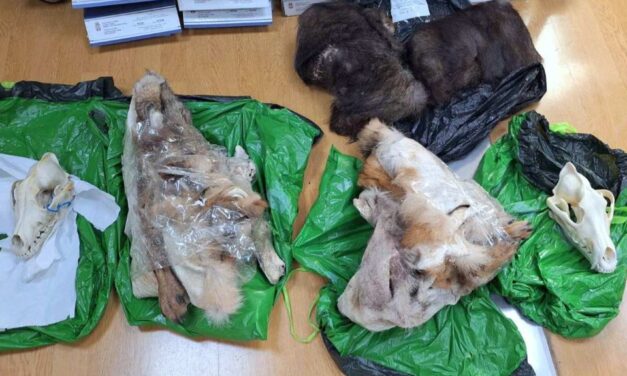 Védett állatok maradványaira bukkantak egy teherautóban