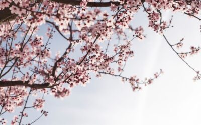 A hőség és a fagy is megtizedelte a gyümölcsösöket Szabadkán és Horgoson is