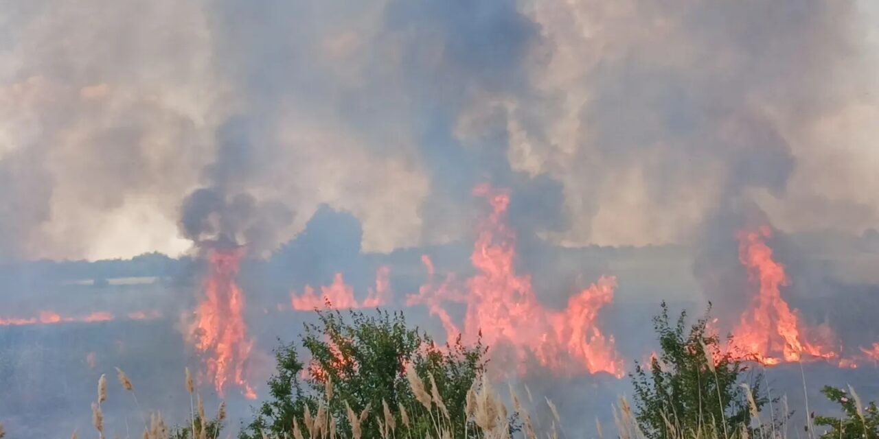 Ökológiai katasztrófa Csókánál, leégett a Holt-Tisza nádasa